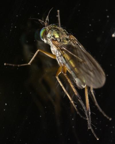 Dolichopus sp.