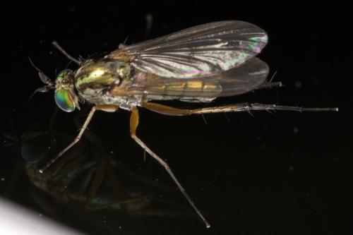 Réf. 296 497 : Dolichopus sp.
