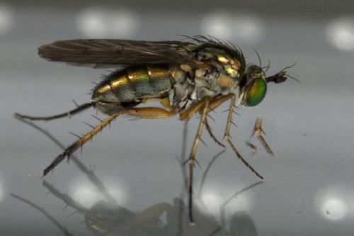 Dolichopus sp.