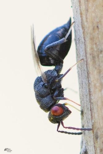Réf. 296 696 : Eurytominae inconnu