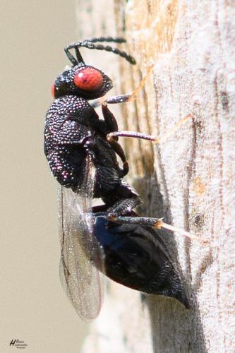 Réf. 296 695 : Eurytominae inconnu