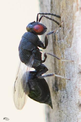 Réf. 296 694 : Eurytominae inconnu