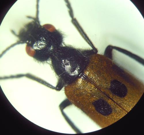 Réf. 296 106 : Mylabris quadripunctata