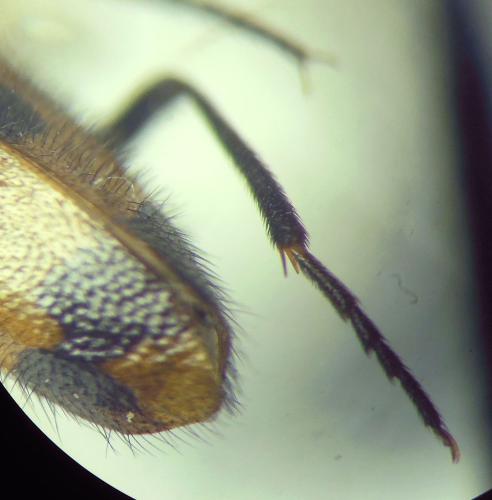 Mylabris neglecta