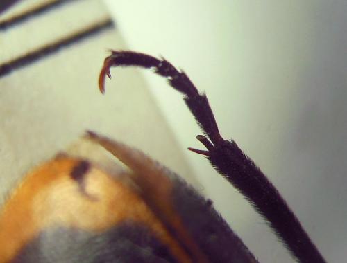 Croscherichia paykulli