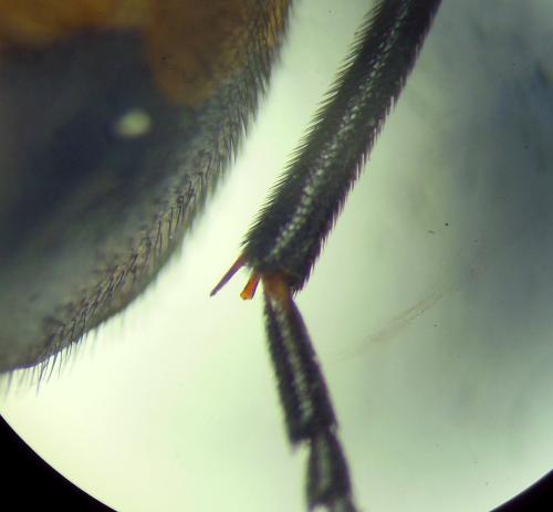 Mylabris tricincta