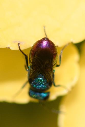 Réf. 296 360 : Holopyga generosa