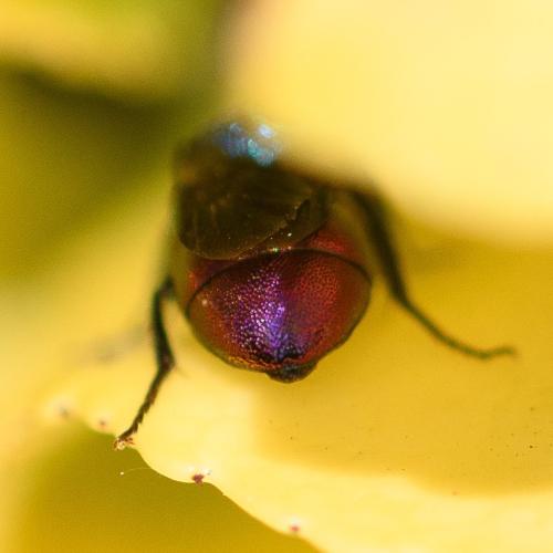 Réf. 296 359 : Holopyga generosa
