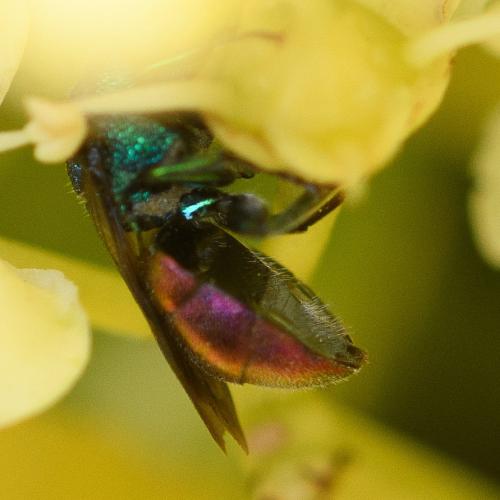 Réf. 296 361 : Holopyga generosa