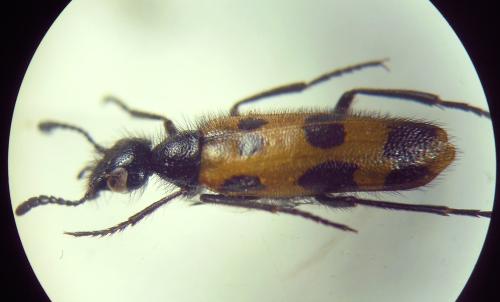 Réf. 296 544 : Mylabris neglecta