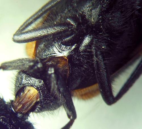 Mylabris tricincta