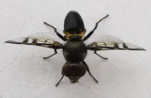 Rivellia sp.