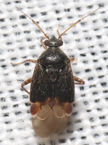 Charagochilus weberi