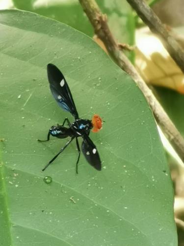 Clitodoca fenestralis