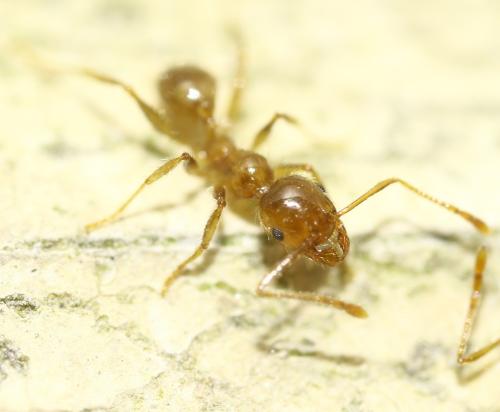Réf. 296 649 : Pheidole pallidula