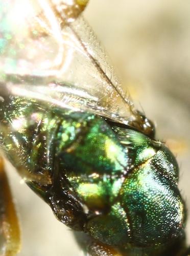 Miscogastrinae