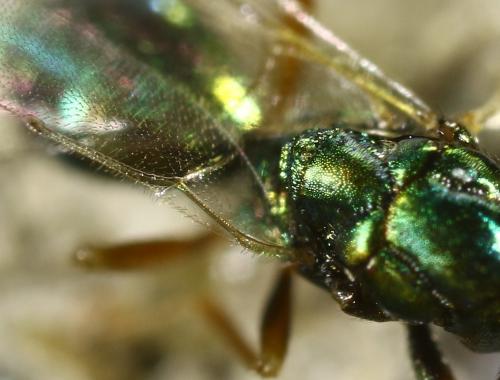 Réf. 296 719 : Miscogastrinae inconnu