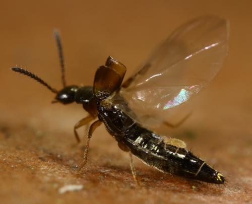 Ereynetes sp.