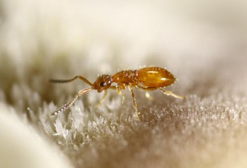 Lagynodes pallidus