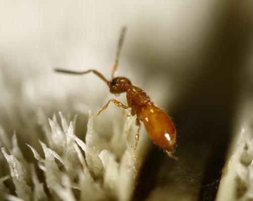 Lagynodes pallidus