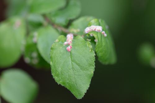 Eriophyes homophyllus