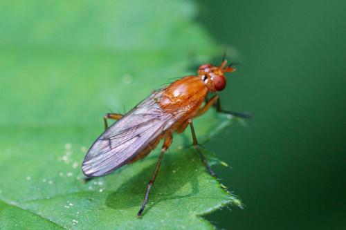 Réf. 296 037 : Tetanocera arrogans