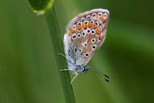 Polyommatini
