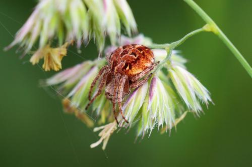 Agalenatea redii