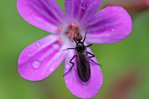 Rhamphomyia sp.