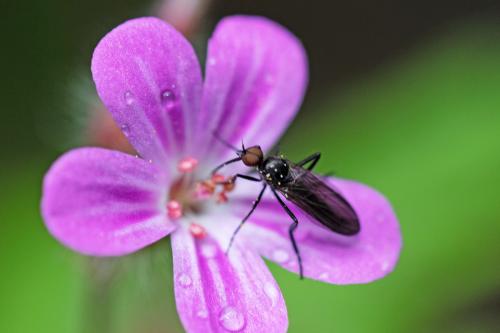 Rhamphomyia sp.