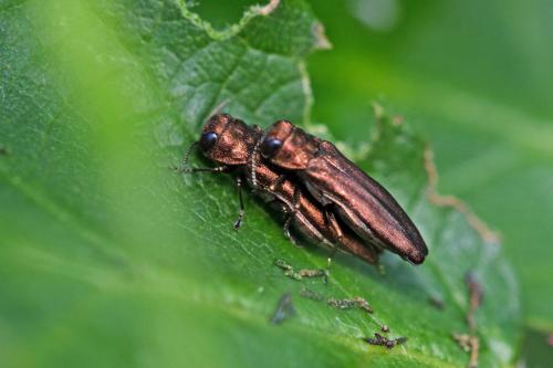 Réf. 296 076 : Agrilus sp.