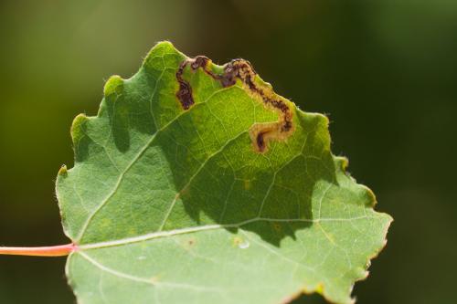 Réf. 296 111 : Stigmella assimilella