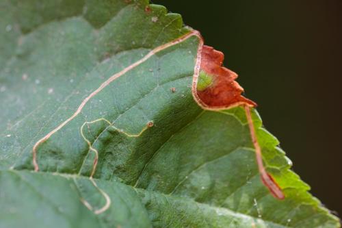 Lyonetia clerkella