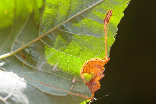 Lyonetia clerkella