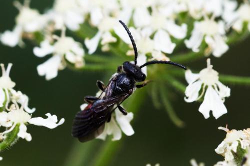 Réf. 296 208 : Sphecodes sp.