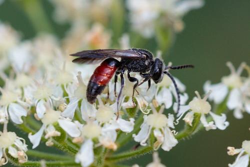 Réf. 296 210 : Sphecodes sp.