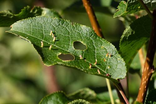 Réf. 296 227 : Phyllocoptes eupadi