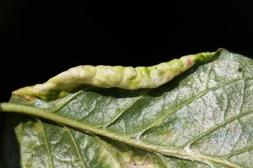 Rhopalomyzus lonicerae