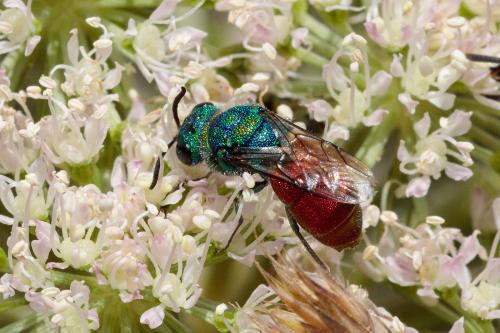 Réf. 296 349 : Chrysis sp.