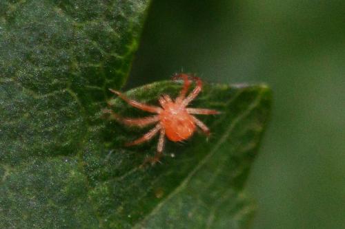 Réf. 296 372 : Anystis sp.
