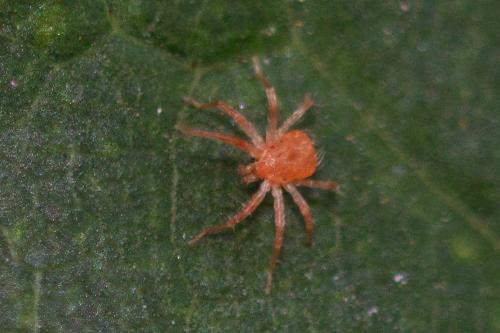 Réf. 296 373 : Anystis sp.