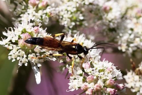 Réf. 296 397 : Ichneumoninae inconnu
