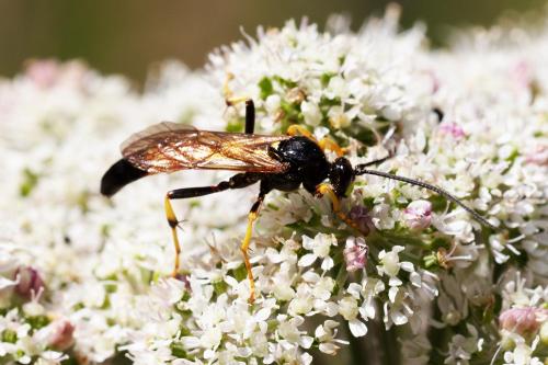 Réf. 296 395 : Ichneumoninae inconnu