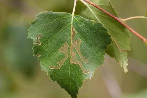 Réf. 296 406 : Hemichroa australis