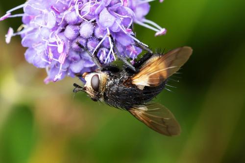 Nowickia ferox