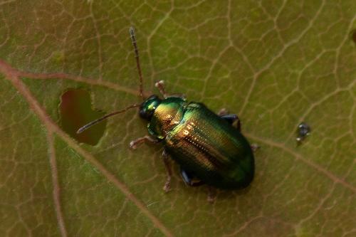 Réf. 296 520 : Crepidodera aurea