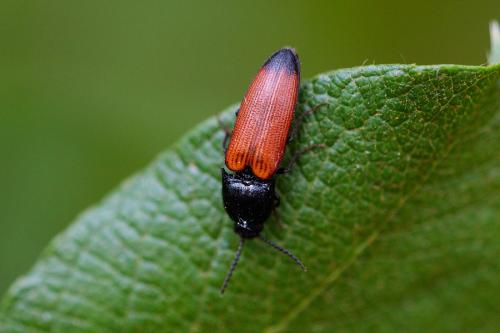 Ampedus elongatulus