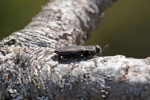 Réf. 296 561 : Anthaxia sp.