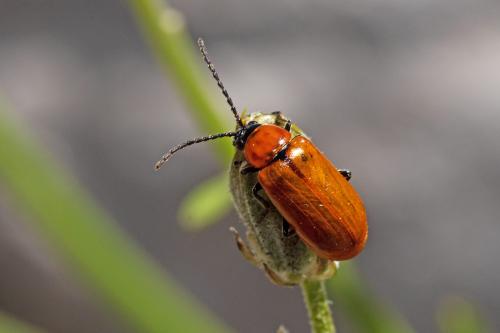 Réf. 296 601 : Exosoma lusitanicum