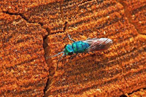 Chrysis sp.